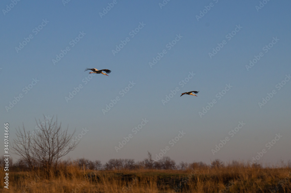 Family of Storks. Flight of two storks. A pair of big birds. Flight of birds. Family of Storks. Flight of two storks. A pair of big birds. Flight of birds.