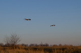Family of Storks. Flight of two storks. A pair of big birds. Flight of birds.