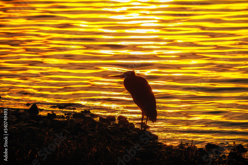 Great Blue Heron feeding in golden light photo