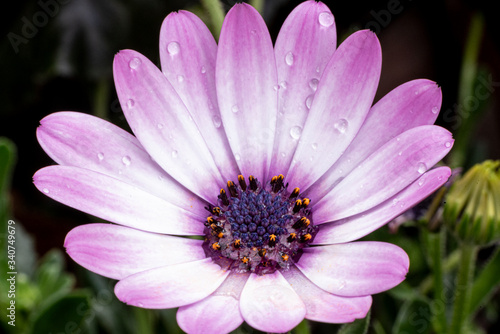 White and pink petals chamomile flower with drops of water. Close-up. Macro.