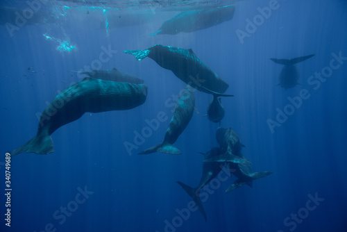 Foto Underwater shot of a family of sperm whales. Mauritius