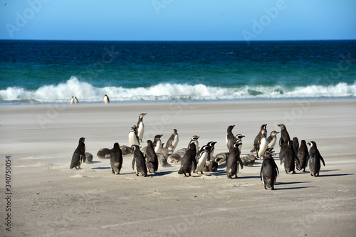 penguins colony on the antarctick beach