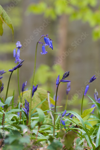 Hallerbos Belgien Hyazinthen blau violett