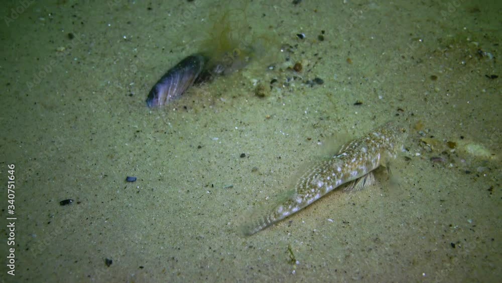 Marbled goby (Pomatoshistus marmoratus) male protects his nest under the shell of a mussel, pounces on other fish Black Sea, the Odessa Gulf Marbled goby (Pomatoshistus marmoratus) male protects his nest under the shell of a mussel, pounces on other fish Black Sea, the Odessa Gulf