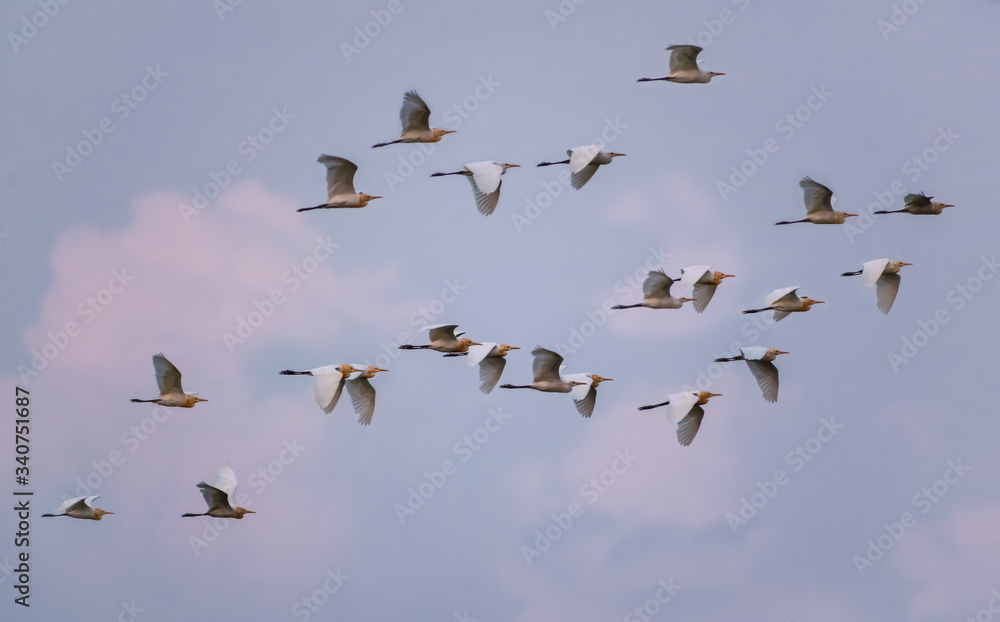 a flock of beautiful birds are flying high up in the sky a flock of beautiful birds are flying high up in the sky