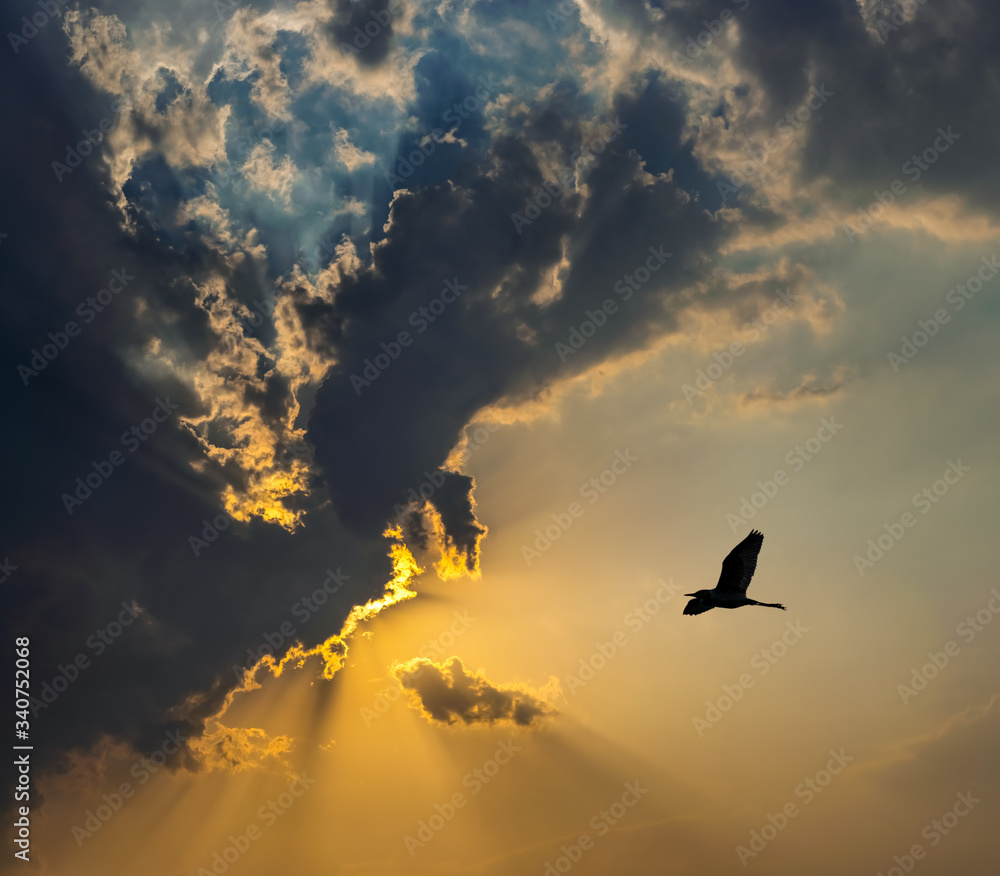 Fototapeta premium a beautiful bird is flying in a dramatic sky in sunset