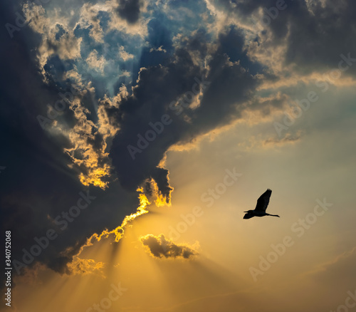 a beautiful bird is flying in a dramatic sky in sunset