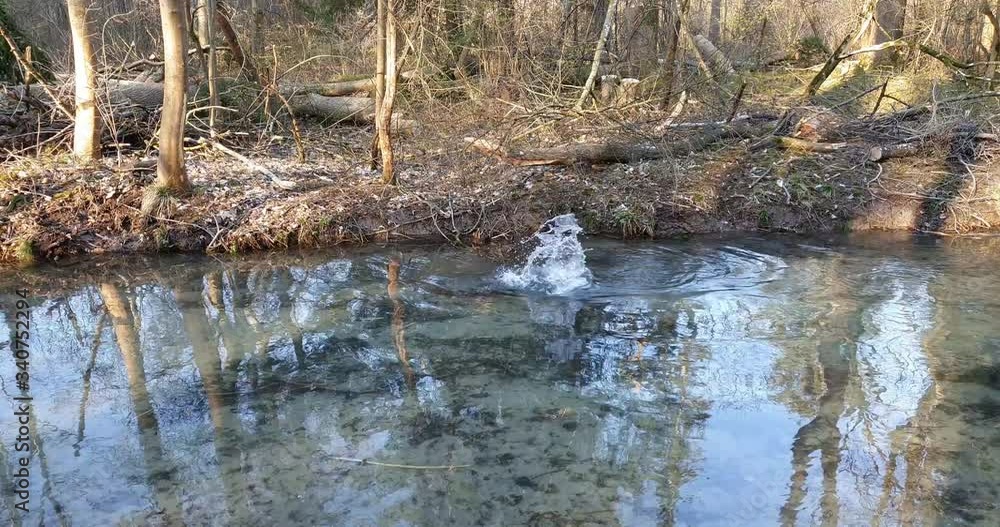 Beaver swims away on the bank of the stream and then dives Beaver swims away on the bank of the stream and then dives