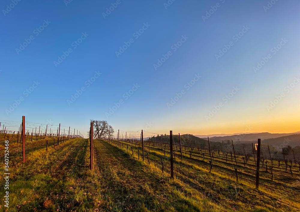An evening sky behind the horizon, an oak tree at the end of rows of vines in an Oregon vineyard. 