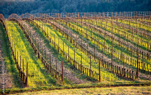 Afternoon light picks out fresh green grass between rows of grapevines, vine clippings layered in every other row in this view of an Oregon vineyard. © Jennifer L Morrow