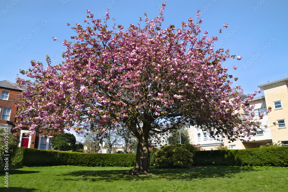 Naklejka premium Japanese cherry