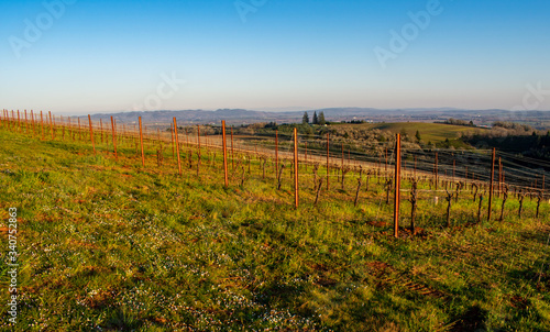 Warm late afternoon light softens this view of a vineyard in Oregon, just before bud break, metal stakes glowing orange and spring green grass between rows of vines. 