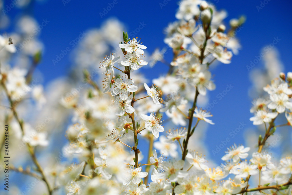 apple blossoms on fruit trees in spring