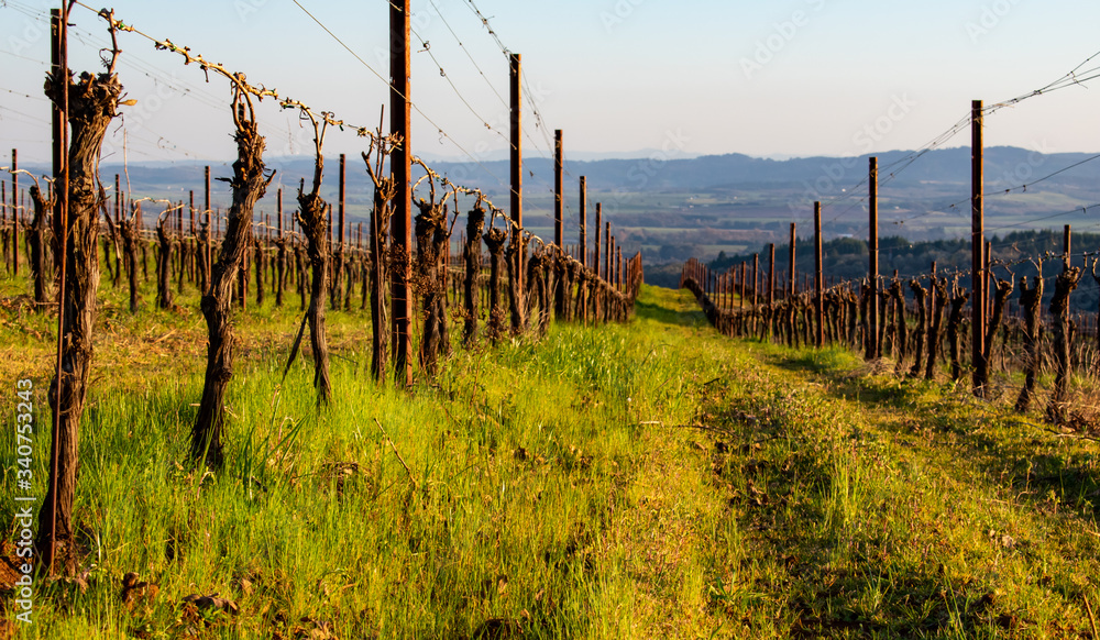Looking down a hill between rows of grapevines to the valley below, vines pruned and dormant, green grass and afternoon light. Looking down a hill between rows of grapevines to the valley below, vines pruned and dormant, green grass and afternoon light.