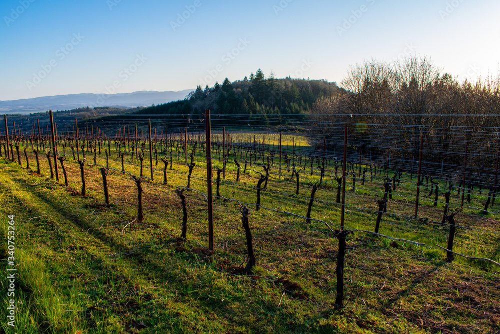 Evening light casts long shadows over green grass in a view of a spring vineyard in Oregon, vines bare of leaves, late afternoon light, forested hills in the background. 