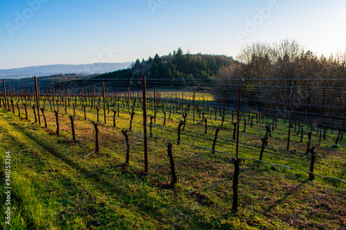 Evening light casts long shadows over green grass in a view of a spring vineyard in Oregon, vines bare of leaves, late afternoon light, forested hills in the background.  © Jennifer L Morrow