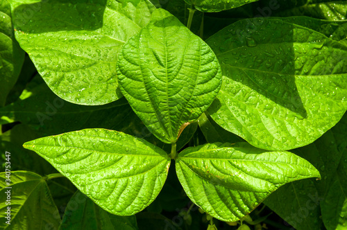 Green bean leaves