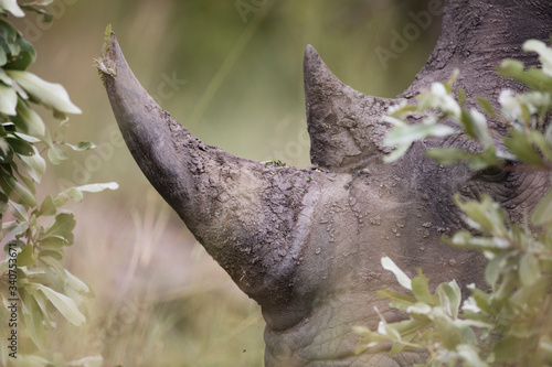 Wild african white rhino close up portrait