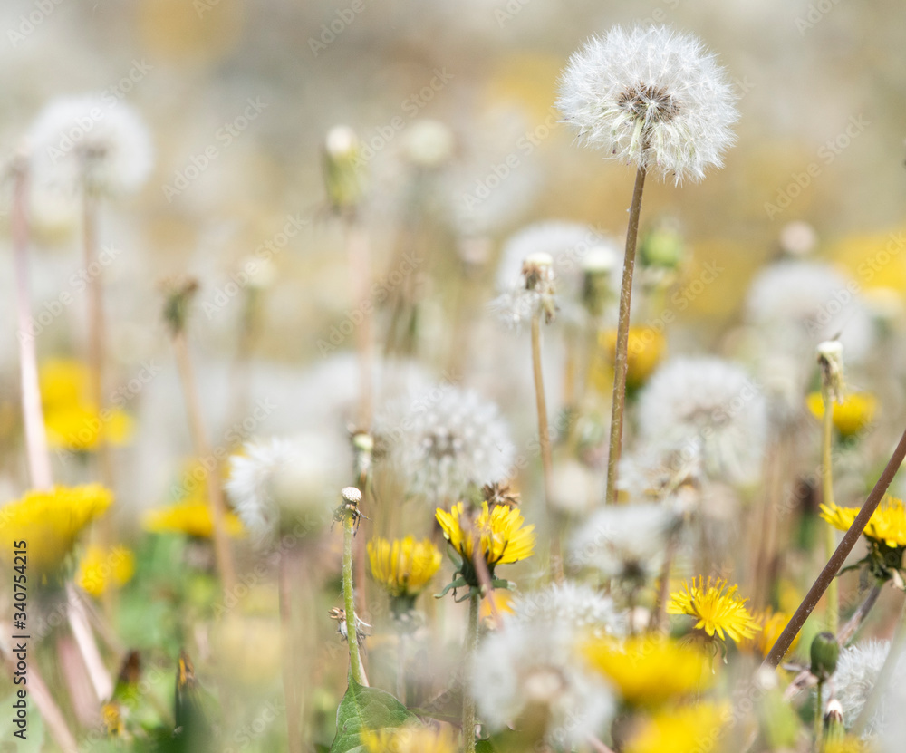 Green field with yellow dandelions Green field with yellow dandelions