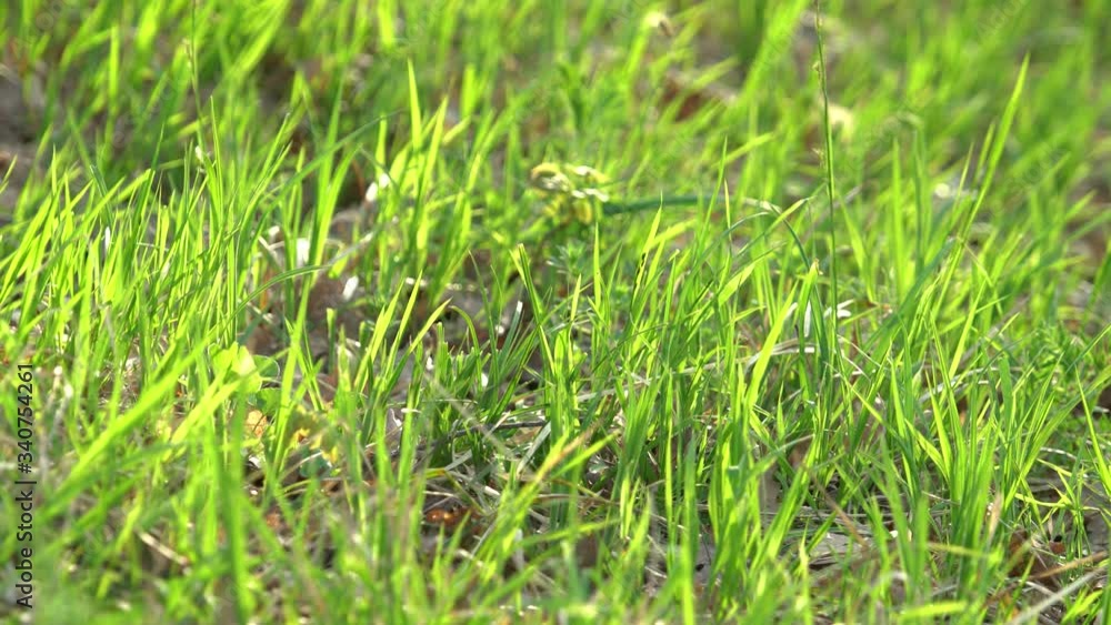 Spring undergrowth in the woods. Dried leaves and fresh grass. Vibrant 4K footage. Spring undergrowth in the woods. Dried leaves and fresh grass. Vibrant 4K footage.