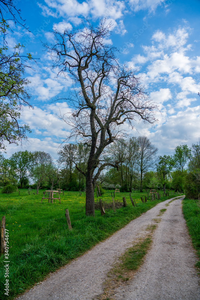 a dirt road in spring a dirt road in spring