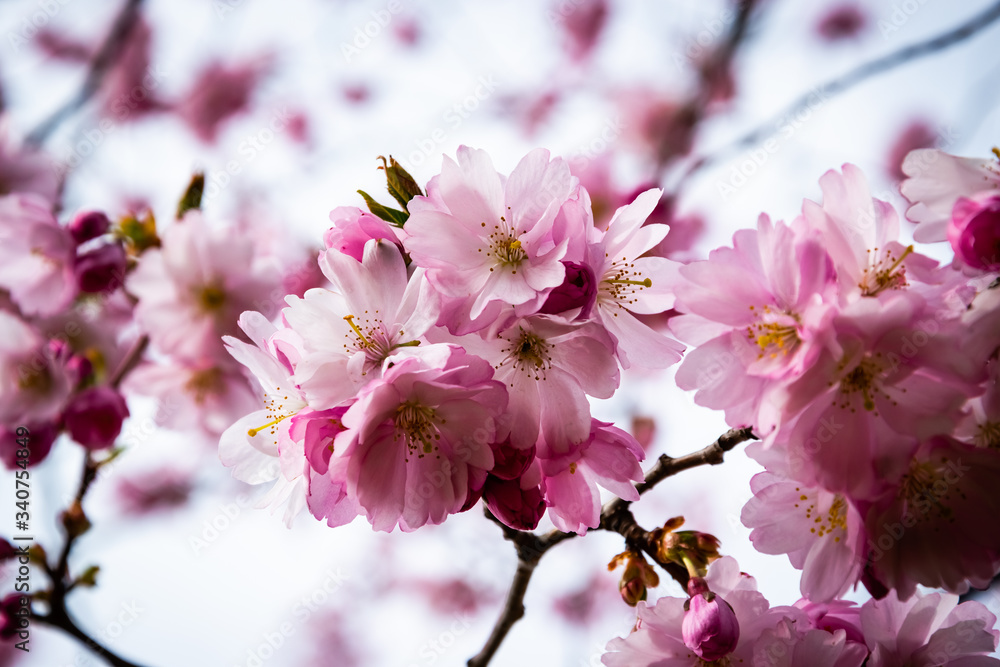 One brief season moment in spring time is the blooming of sakura tree. One brief season moment in spring time is the blooming of sakura tree.