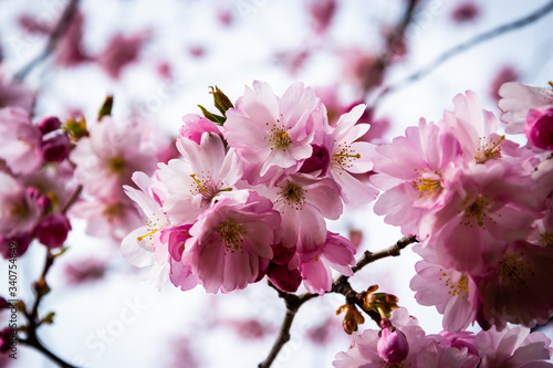 One brief season moment in spring time is the blooming of sakura tree. © ByAlice