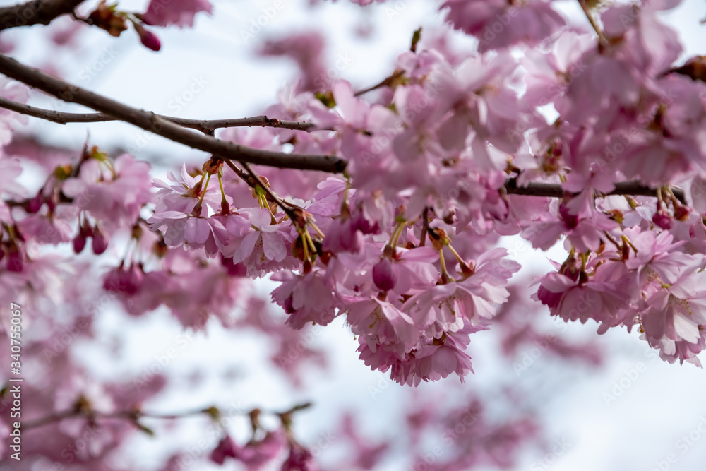 One brief season moment in spring time is the blooming of sakura tree.