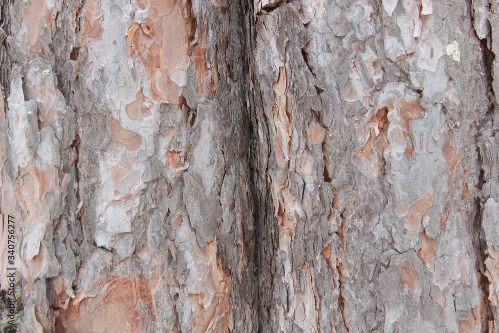 Fototapeta premium tekstura kory drzewa