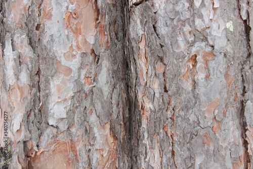 tree bark texture