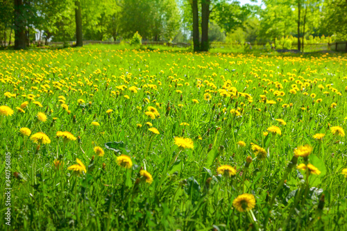 Yellow dandelions background