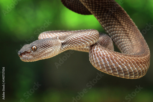 Manggrove Pit Viper snake closeup face, animal closeup