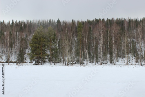 forest in winter