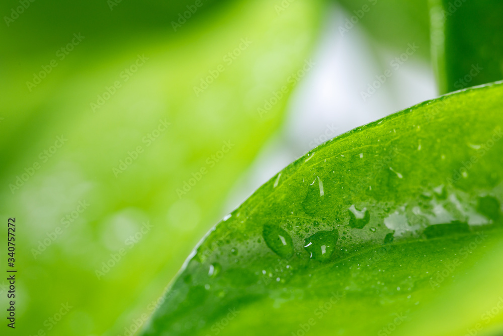 Fototapeta premium Green leaves with water drops