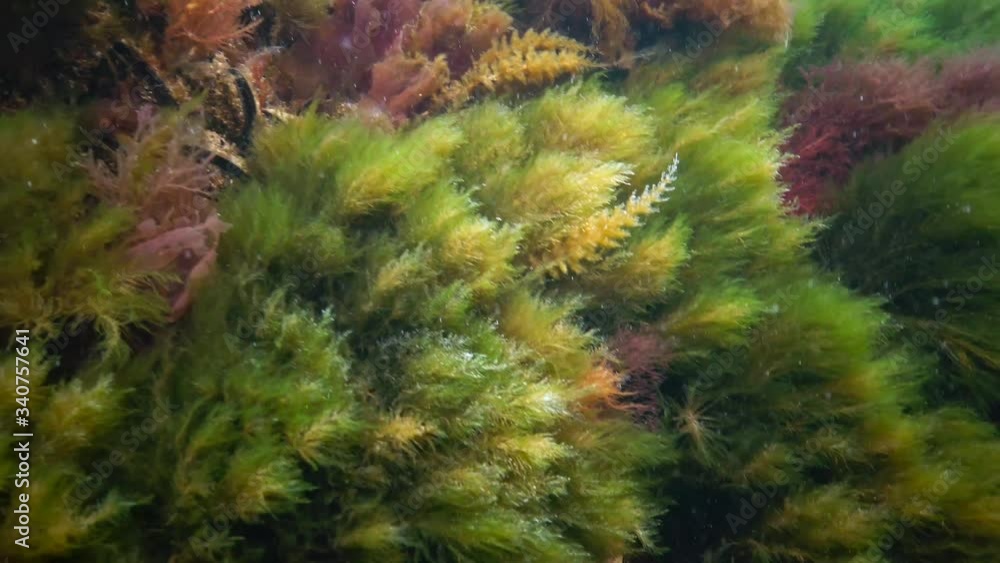 Underwater landscape in the Black Sea. Green, red and brown algae on the seabed, algae swinging during a storm Underwater landscape in the Black Sea. Green, red and brown algae on the seabed, algae swinging during a storm