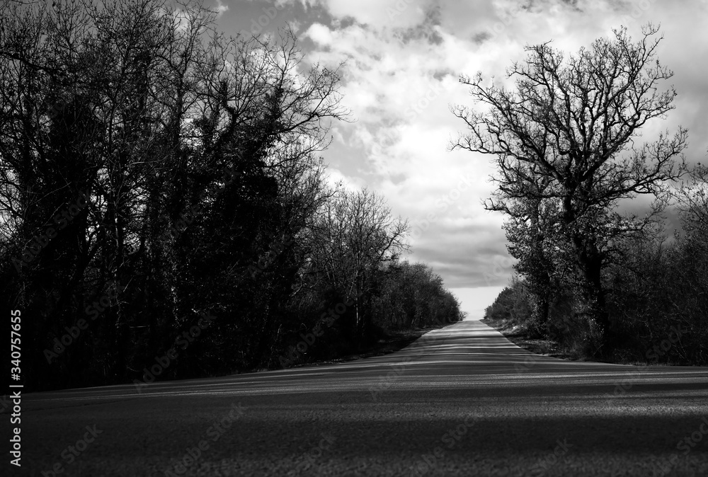 Dramatic empty road scene with trees Dramatic empty road scene with trees