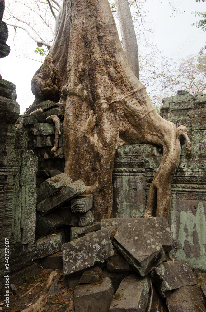 Silkcotton tree roots growing over the collapsing Ta Phrom ancient