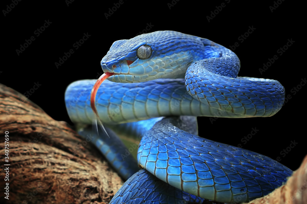 Blue viper snake closeup face - obrazy, fototapety, plakaty 