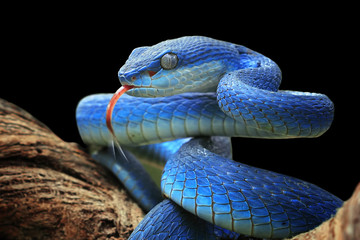 Blue viper snake closeup face