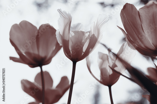 Fototapeta Naklejka Na Ścianę i Meble -  Spring tulips in the park, sepia