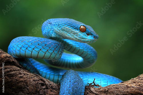 Fotografia Blue viper snake closeup face