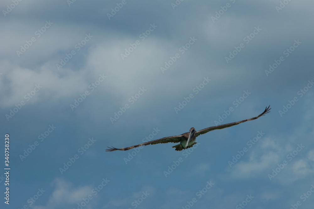 Gaviota volando en el mar con el cielo azul de fondo Gaviota volando en el mar con el cielo azul de fondo