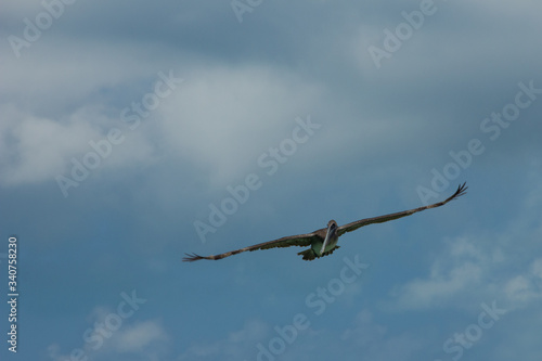 Gaviota volando en el mar con el cielo azul de fondo