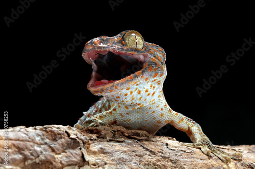Tokek closeup with grey background, animal closeup, tokek lizard closeup