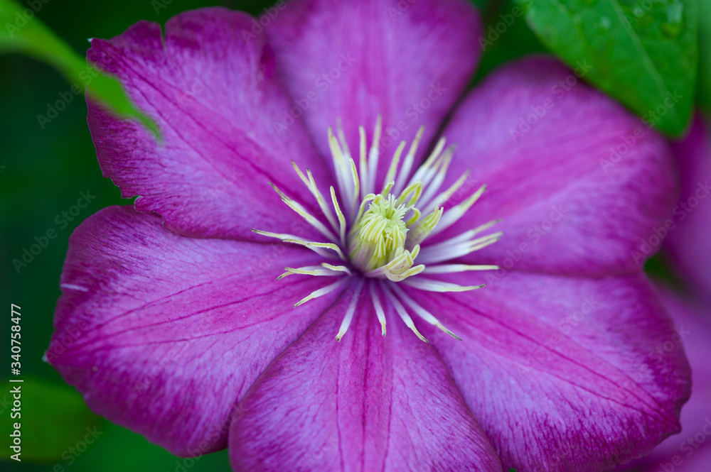 Clematis flower with large pink velvety petals against bright green leaves. The pink fantasy flora vine has a two tones to the pink with a pale yellow stamens in the center. 