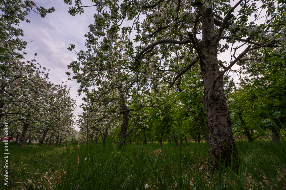 Probably the oldest apple orchard in Appiano in Trentino Alto Adige with flowering trees. Probably the oldest apple orchard in Appiano in Trentino Alto Adige with flowering trees.