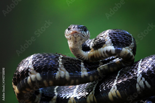 Boiga snake ready to attack, Boiga dendrophila, animal closeup