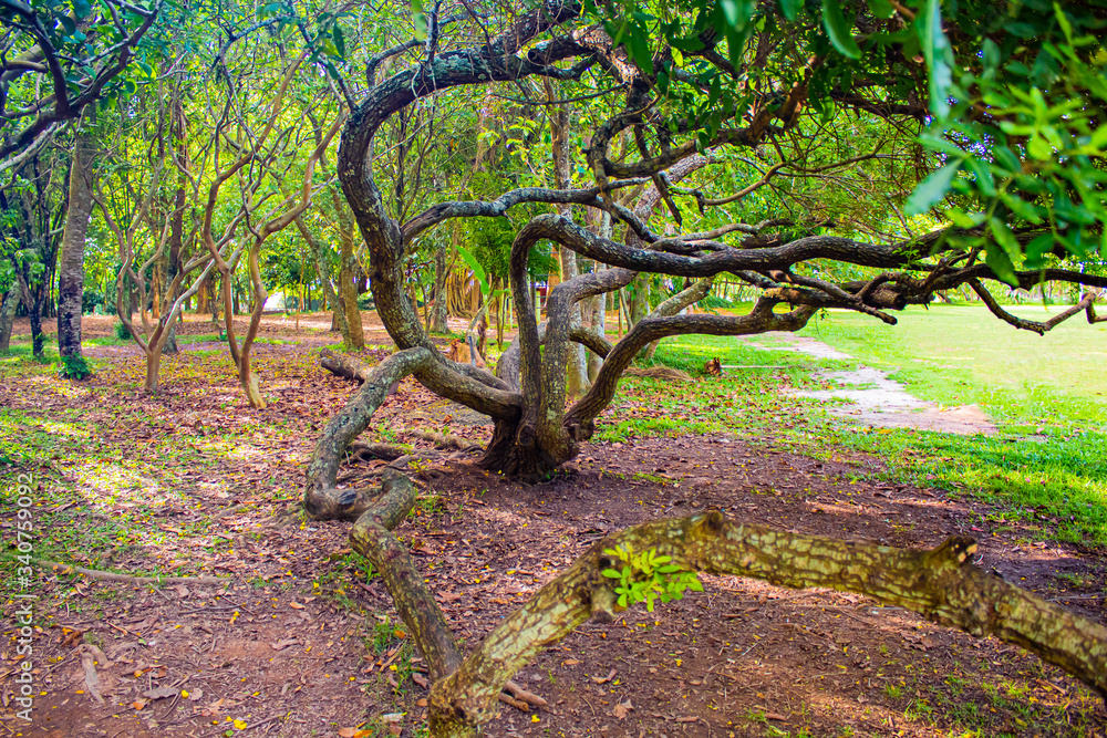 árvore com galhos retorcidos no bosque do Parque da Luz da cidade brasileira de Florianópolis, capital do estado de Santa Catarina, Brasil árvore com galhos retorcidos no bosque do Parque da Luz da cidade brasileira de Florianópolis, capital do estado de Santa Catarina, Brasil