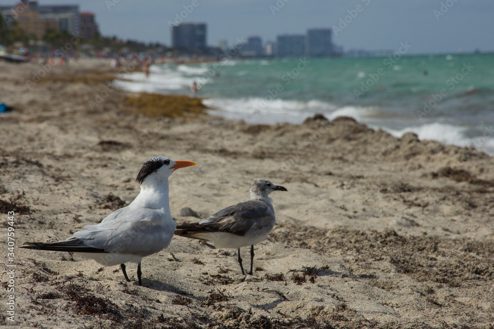 Gaviotas en la playa observando el océano Gaviotas en la playa observando el océano