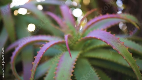 Aloe cameronii (Red Aloe), close-up in evening sun, California photo